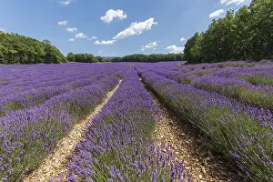 Provence Landscape Photography Drucke: Lavender fields in bloom in Provence