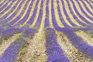 Western Europe Agricultural Land Drucke: Lavender fields in bloom in Provence