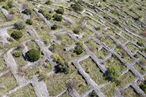 Hvar Island Landscape Photography Drucke: Lavender fields in front of flowering