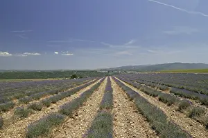 Drucke von Lavendelfelder bei Mont Ventoux Vaucluse Drucke: Lavendelfelder bei Mont Ventoux