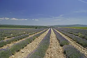 European Countryside Scenery Drucke: Lavender fields at Mont Ventoux