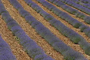 Agricultural Landscape Photo Drucke: Lavender fields near Sault