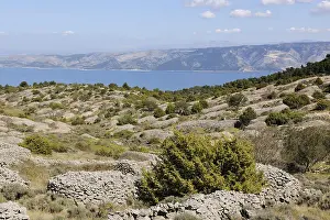 Common Lavender Plant Drucke: Lavender fields protected with stone walls