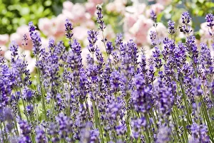 Alternative Medicine Plants Drucke: Lavender (Lavandula)