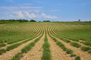 Lavender Fields In Provence Drucke: Lavender (Lavandula), planted in rows