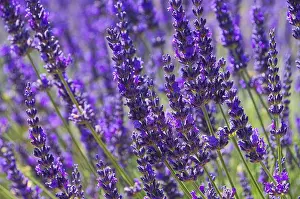 Fragrant Plant Drucke: Lavender, Lavender 79