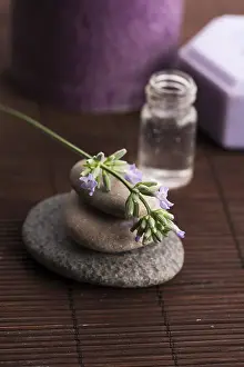 Athletic Horseback Riding Drucke: Lavender spa