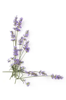 Decorative Ornamental Plant Drucke: Lavender on white background top view with copy space