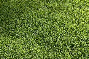 Green Meadow Drucke: Lawn