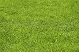 Lawn