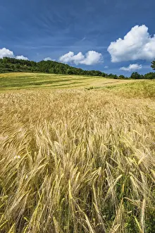 Wheat Field Photography Drucke: Lazy summer day at wheat fields