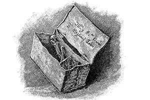 Marine Animal Illustration Drucke: Lead coffin with the bones of Christopher Columbus
