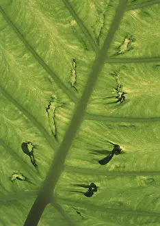 Macro Leaf Photography Drucke: Leaf