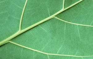 Green Plant Details Drucke: Leaf detail