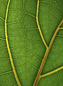 Geometric Floral Decoration Drucke: Leaf detail