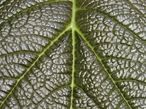 Close Up Plant Detail Drucke: Leaf detail