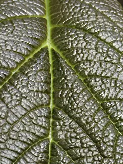 No People Close Up Shot Drucke: Leaf detail