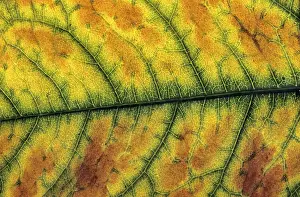 Fall Foliage Drucke: Leaf, autumn colours