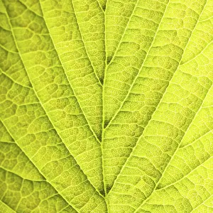 Deserted Tree Environment Drucke: Leaf background very close up for design