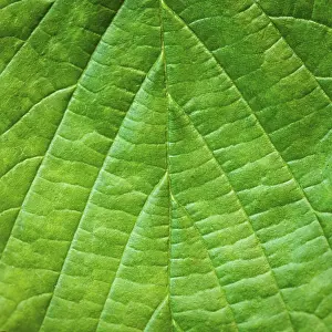 Deserted Tree Environment Drucke: Leaf background very close up for design