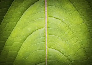Macro Photography Drucke: Leaf background and texture low key macro