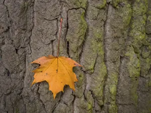 European Autumn Scene Drucke: A leaf on the bark of a tree in autumn