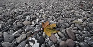 Rugen Island Nature Scene Drucke: Leaf on the beach