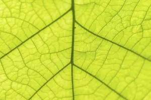 Close Up Leaf View Drucke: Leaf from below, leaf structure, detail view