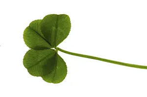 Four Leaf Clover Drucke: Four Leaf Clover isolated on the white background