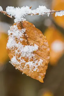 Fagus Sylvatica Image Drucke: Leaf of a common beech (Fagus sylvatica) in the first snow