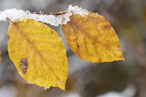 German Forest Scene Drucke: Leaf of a common beech (Fagus sylvatica) in the first snow