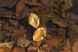 Full Frame Nature Photography Drucke: Leaf of a Common beech (Fagus Sylvatica) on the water surface