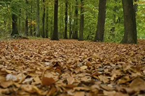 Autumn Forest Germany Drucke: Leaf-covered ground in a dense