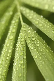 Deserted Waterfront Image Drucke: Leaf covered with water beads