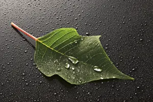 Close Up Leaf Drucke: Leaf covered with water or dew drops