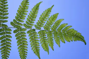 Fern Leaf Close Up Drucke: Leaf of a fern from below