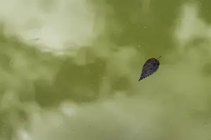 Water Reflections In Germany Drucke: Leaf floating on greenish pond surface