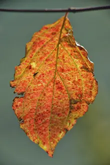 Niederosterreich Plant Life Drucke: Leaf of a grapevine, St. Veit, Lower Austria
