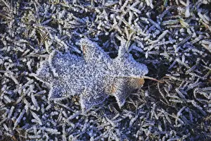 Winter Plant Life Drucke: Leaf in hoarfrost
