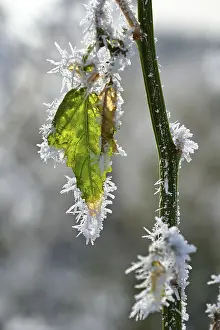 Bilder Datiert 20. Januar 2024: Hoarfrost leaf print