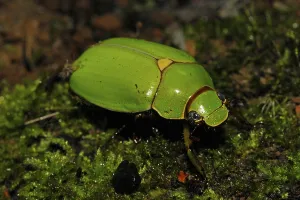 Leaf Horn Beetle Drucke: Leaf horn beetle from Ecuador