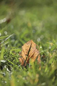 Bilder Datiert 1. März 2024: Ein Blatt liegt auf dem Gras im Sonnenlicht.