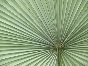 Botany Nature Drucke: Leaf, leaf structure, leaf structures