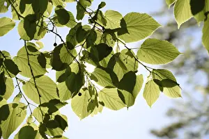 Deserted Woods Drucke: Leaf, leaves, tree, spring, forest