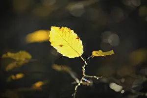 No People In Nature Scenes Drucke: Leaf against the light