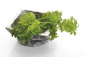 Spice Plant Drucke: Leaf Mustard (Brassica juncea)