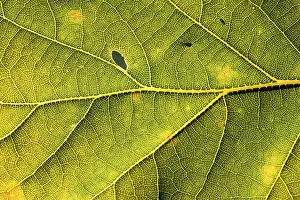 Bavarian Deciduous Trees Drucke: Leaf of an oak, after-image of the leaf structure against the light