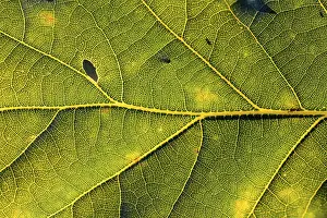 Backlit Oak Tree Drucke: Leaf of an oak, after-image of the leaf structure against the light