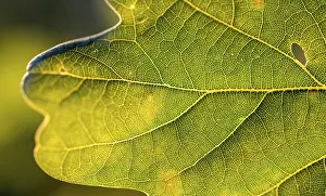 Backlit Oak Tree Photo Drucke: Leaf of an oak, after-image of the leaf structure against the light
