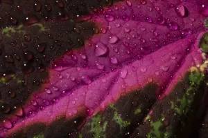 Close Up Plant Detail Drucke: Leaf detail of a painted nettle